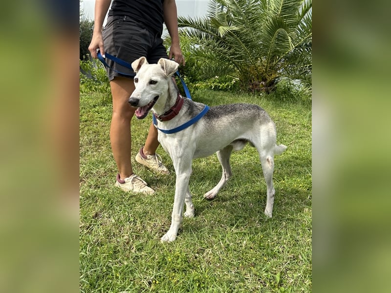 Schenkst du Houdini ein Für-Immer-Zuhause?