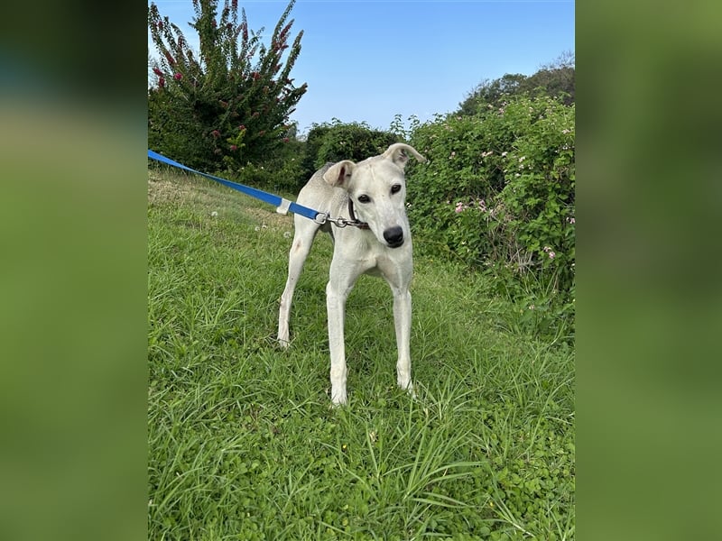 Schenkst du Houdini ein Für-Immer-Zuhause?