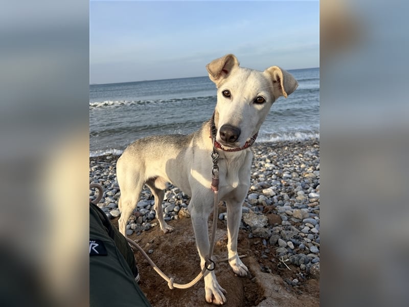 Schenkst du Houdini ein Für-Immer-Zuhause?