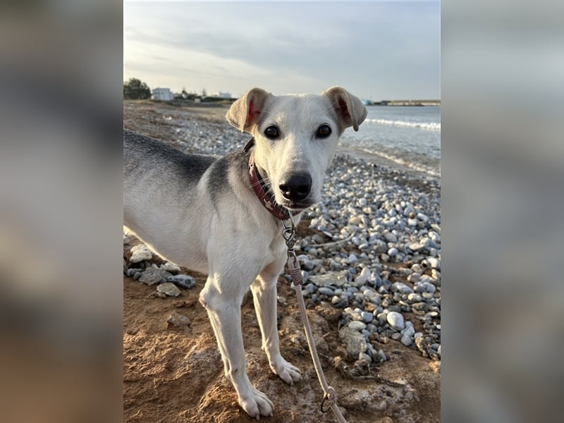 Schenkst du Houdini ein Für-Immer-Zuhause?