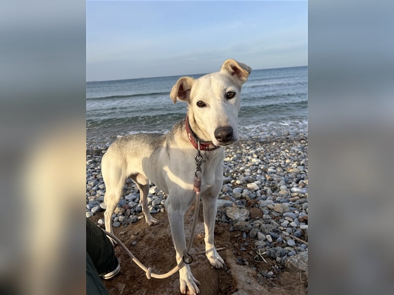 Schenkst du Houdini ein Für-Immer-Zuhause?