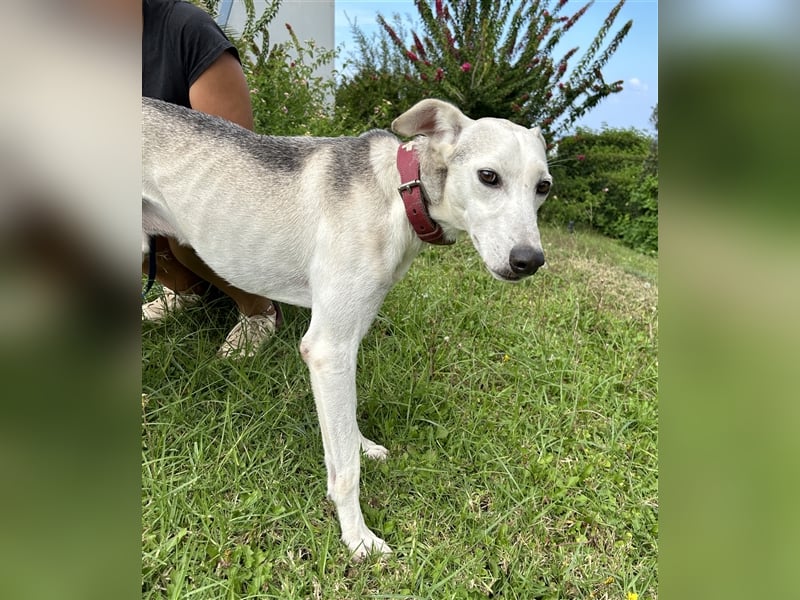 Schenkst du Houdini ein Für-Immer-Zuhause?