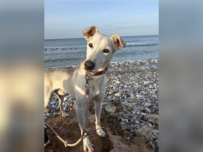 Schenkst du Houdini ein Für-Immer-Zuhause?