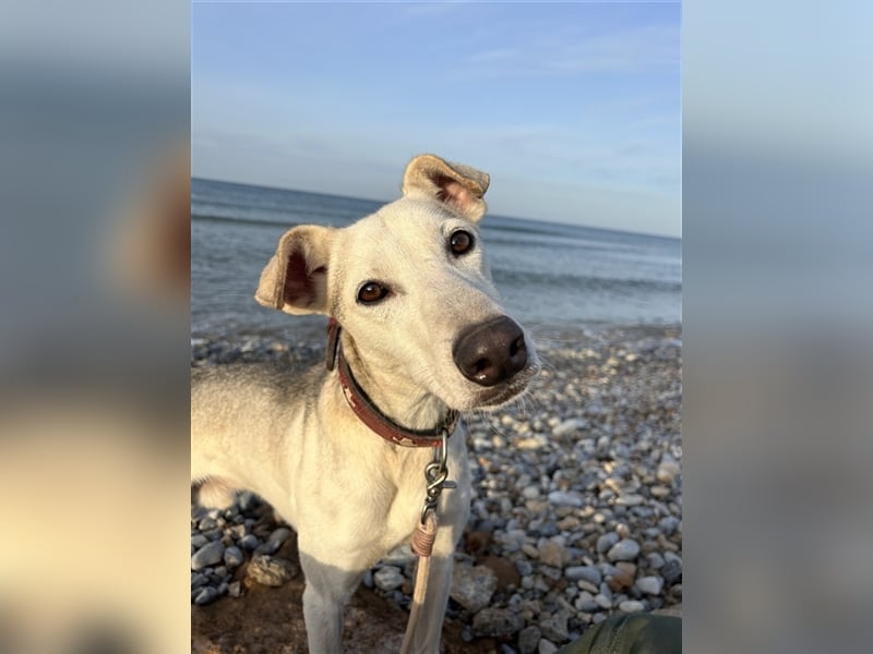 Schenkst du Houdini ein Für-Immer-Zuhause?