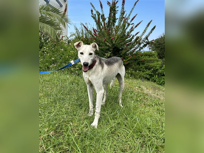 Schenkst du Houdini ein Für-Immer-Zuhause?