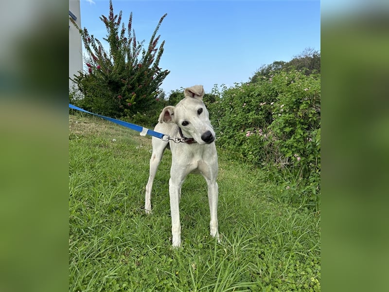 Schenkst du Houdini ein Für-Immer-Zuhause?