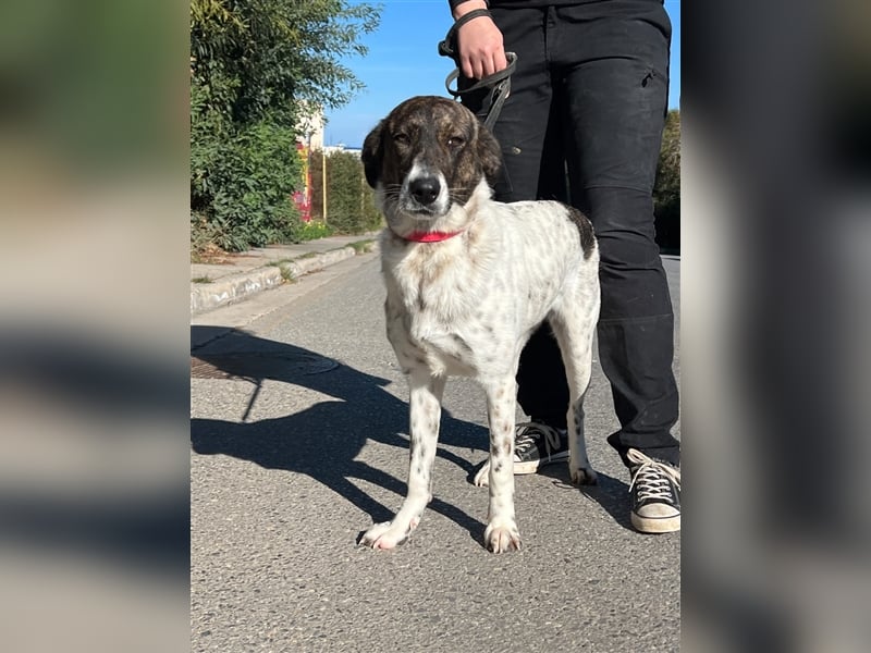 wunderschöne Nela sucht Herzensmensch