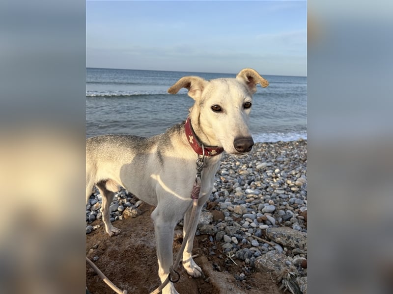 Schenkst du Houdini ein Für-Immer-Zuhause?