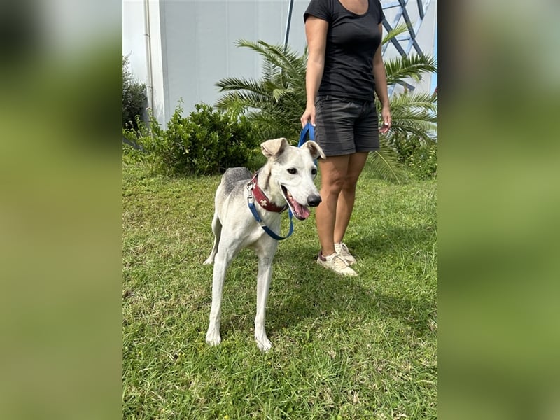 Schenkst du Houdini ein Für-Immer-Zuhause?