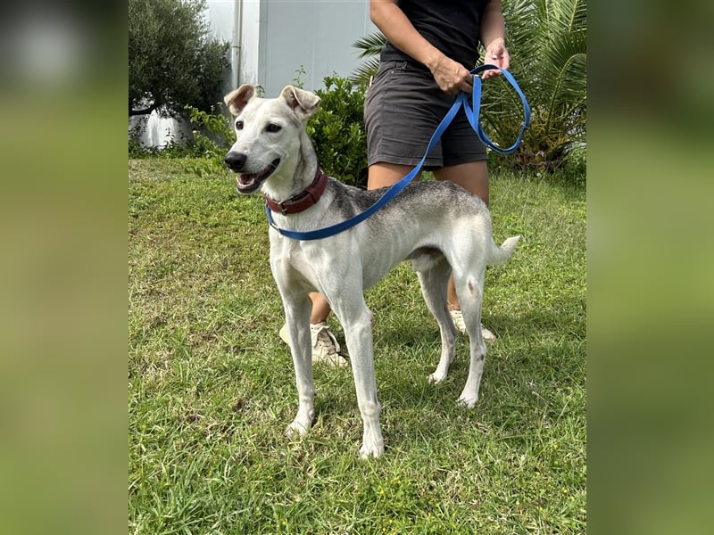 Schenkst du Houdini ein Für-Immer-Zuhause?