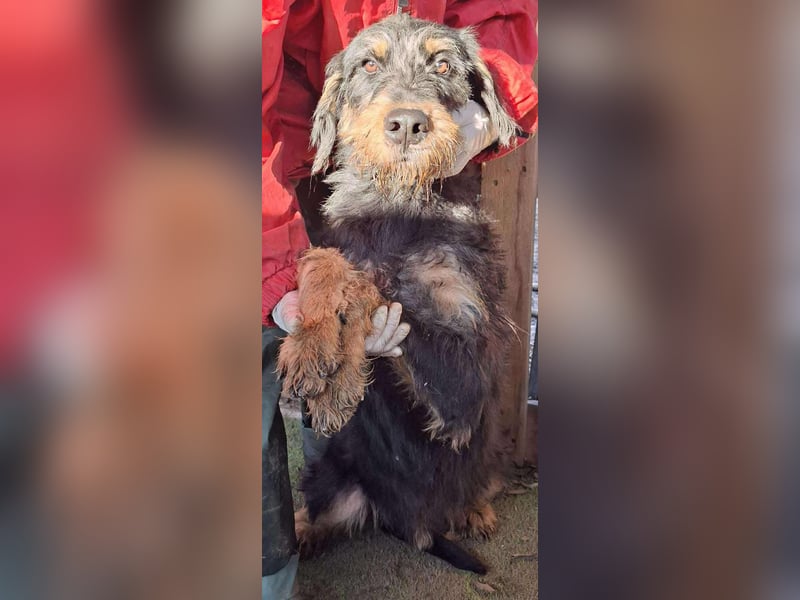 Freundlicher Junghund Malte