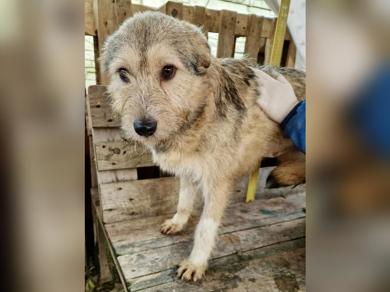 Mia - eine Seele von Hund auf der Suche nach Liebe