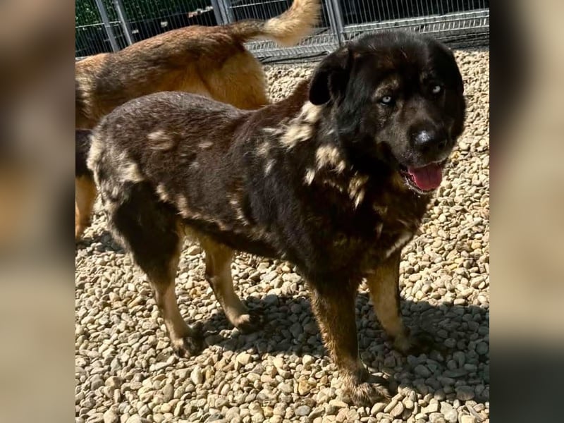 Sandy – sanfte Riesin mit großem Herzen sucht ihr Zuhause