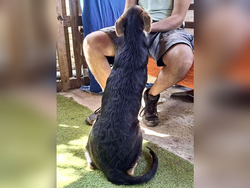 Pumba – sensibler Junghund sucht sein Zuhause