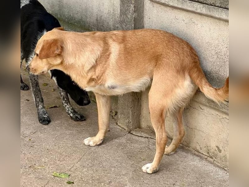 Blondy – lebensfroher Dreibeiner sucht sein Glück