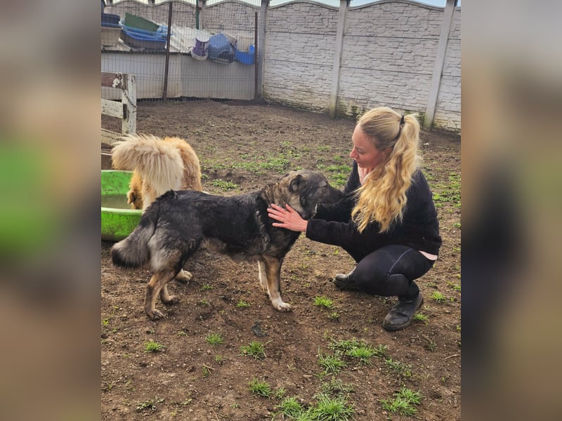 Seniorin Nancy, sanfte Hundeseele sucht liebevolles Zuhause