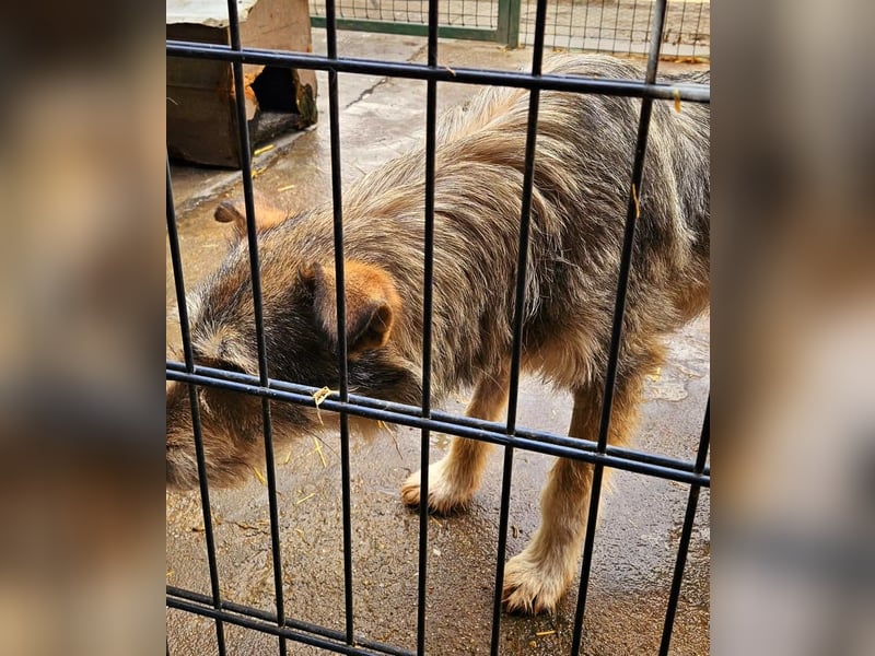 Liebevoller Benny sucht sein Glück