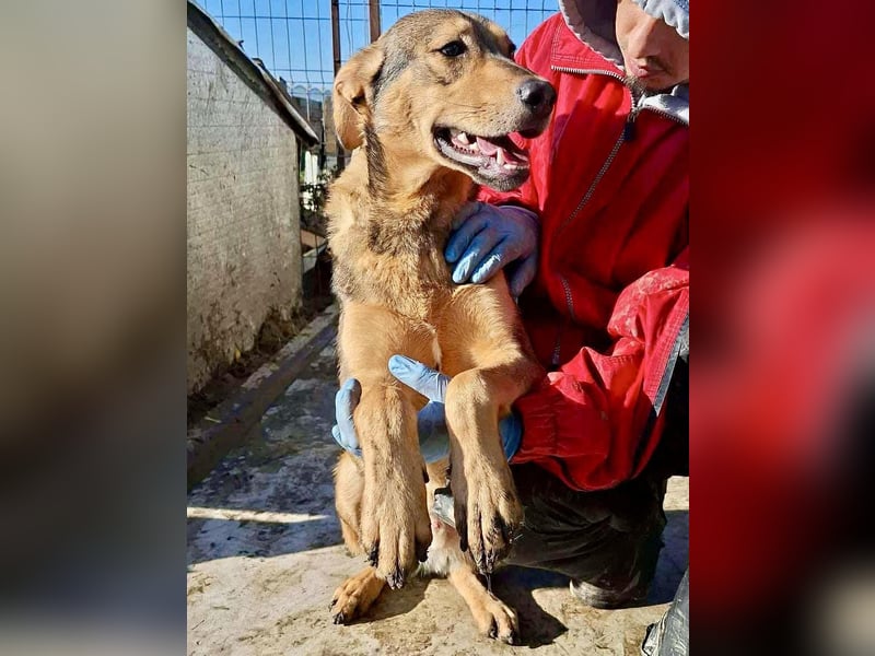 Verspielter, freundlicher Junghund Vito