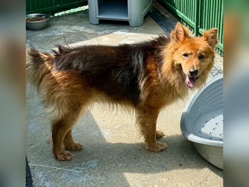 Buddy – menschenbezogener Sonnenschein