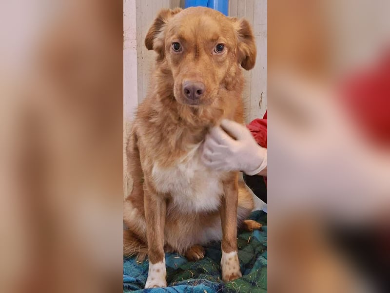 Lezia – eine Seele, die lernen möchte zu vertrauen