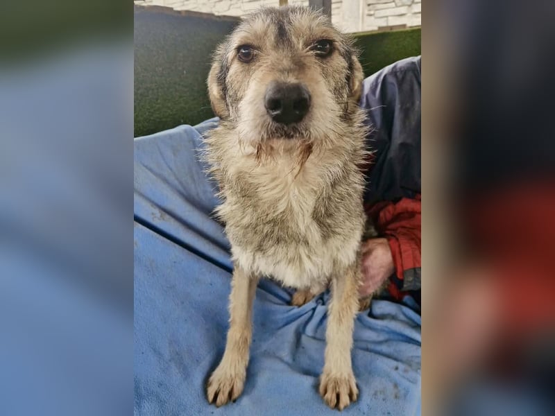 Liebevoller Benny sucht sein Glück