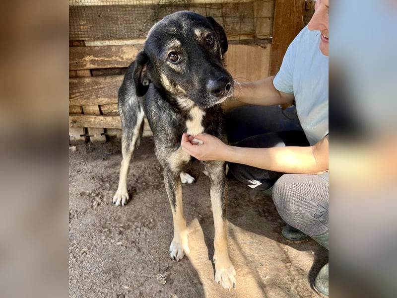 Koyal Kuschelkönig - verträglich und verschmust