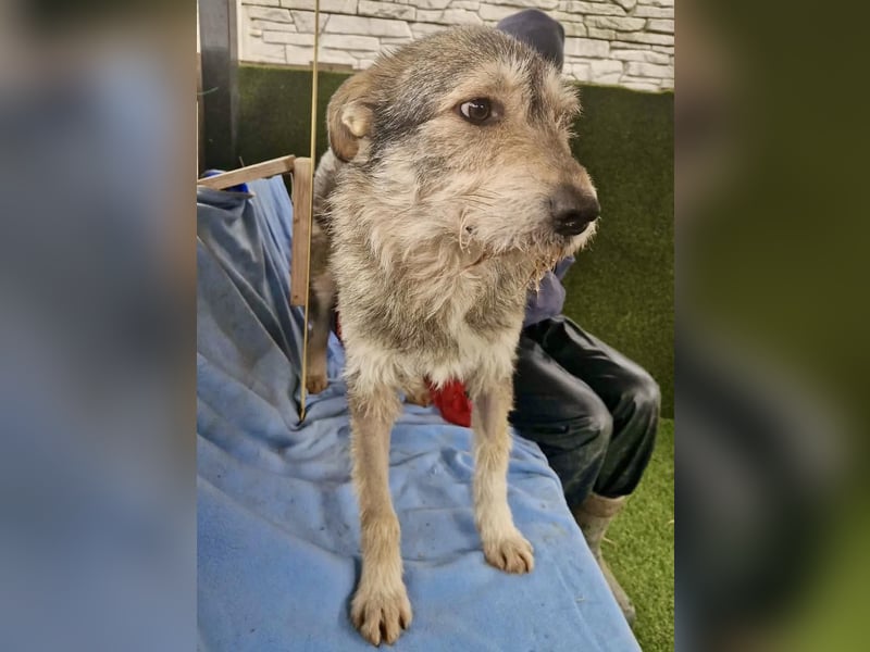 Liebevoller Benny sucht sein Glück