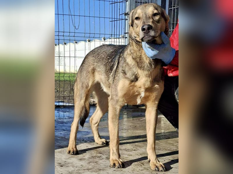 Verspielter, freundlicher Junghund Vito