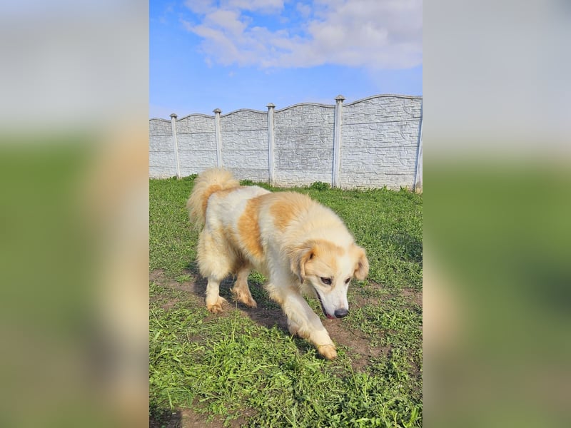 Henry – sensibler Rüde wartet auf seine Chance