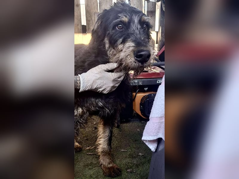 Freundlicher Junghund Malte