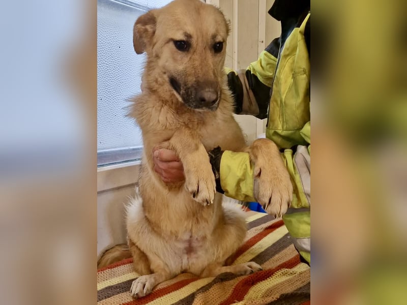 Sora, freundliche Junghündin