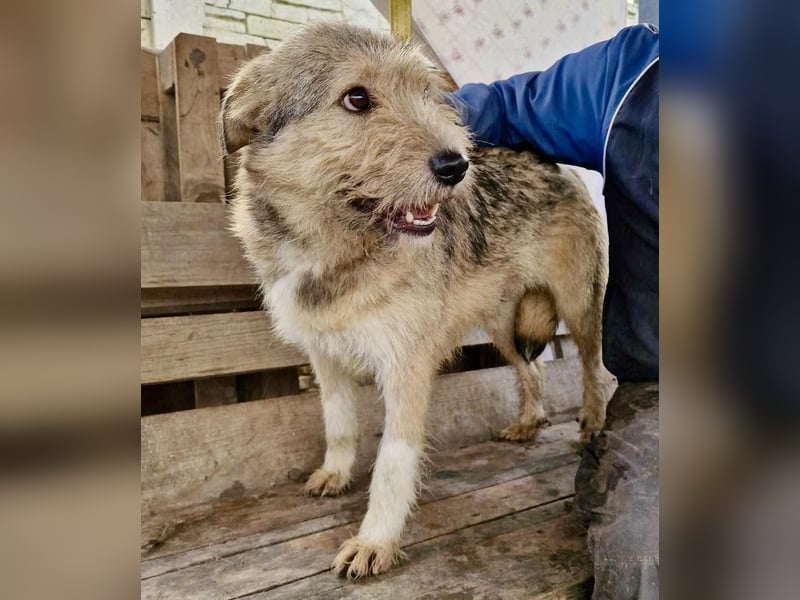 Mia - eine Seele von Hund auf der Suche nach Liebe