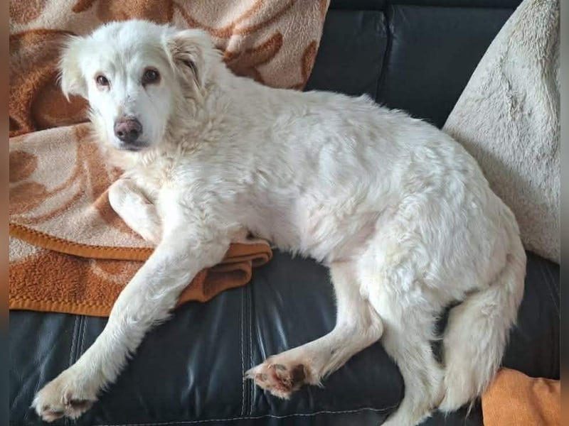 Seniorin Shelby sucht ruhiges Zuhause