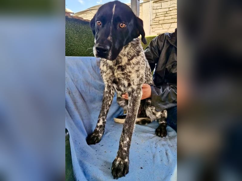 Pfötchengeber Marlo sucht seine Menschen