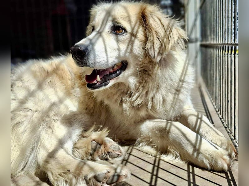 Henry – sensibler Rüde wartet auf seine Chance