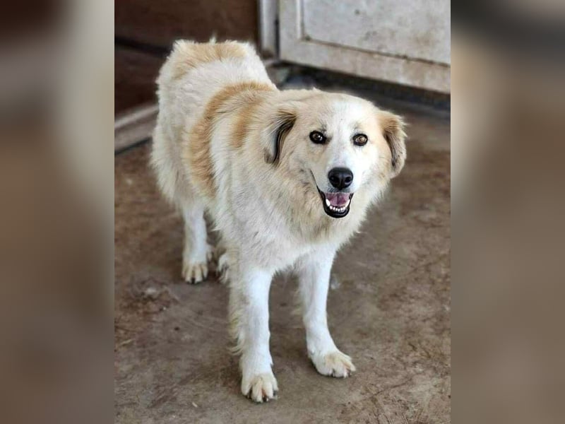 Henry – sensibler Rüde wartet auf seine Chance