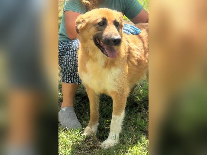 JELLA – Sanft, geduldig und voller Hoffnung auf ihr eigenes Zuhause  JELLA – Sanft, geduldig und voller Hoffnung auf ihr eigenes Zuhause