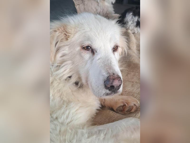 Seniorin Shelby sucht ruhiges Zuhause