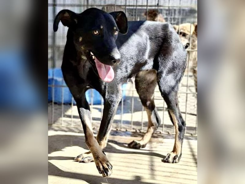 Tora – sanfte Hündin sucht ein ruhiges Zuhause