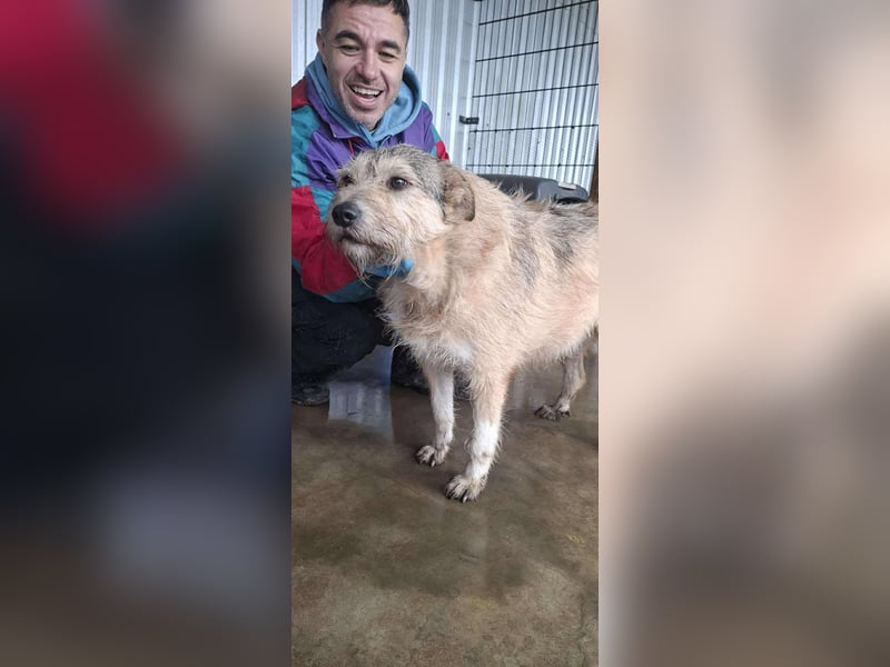Mia - eine Seele von Hund auf der Suche nach Liebe