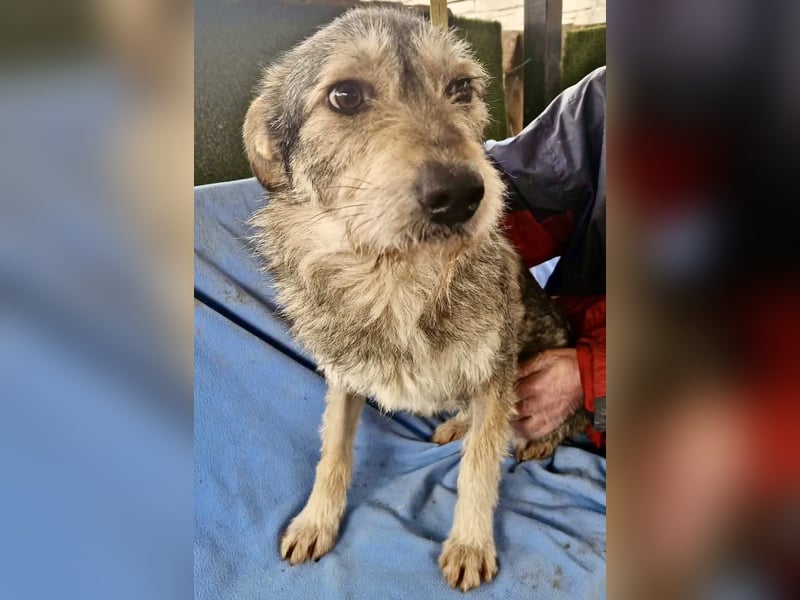 Liebevoller Benny sucht sein Glück