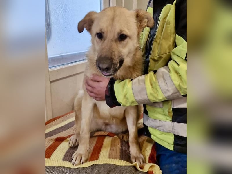 Sora, freundliche Junghündin