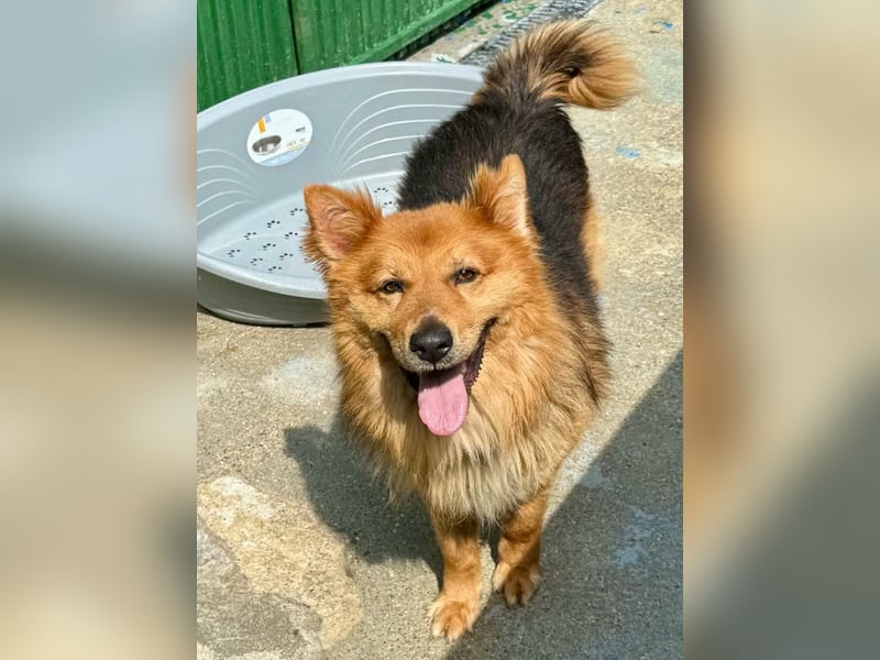 Buddy – menschenbezogener Sonnenschein