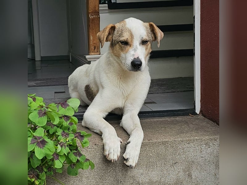 Schmusefreund IVO sucht sein Traumzuhause