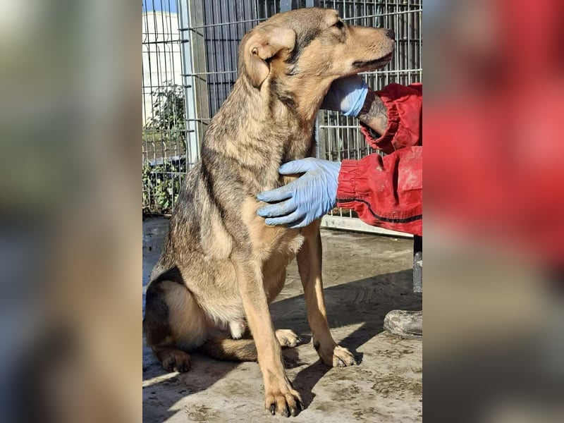 Verspielter, freundlicher Junghund Vito