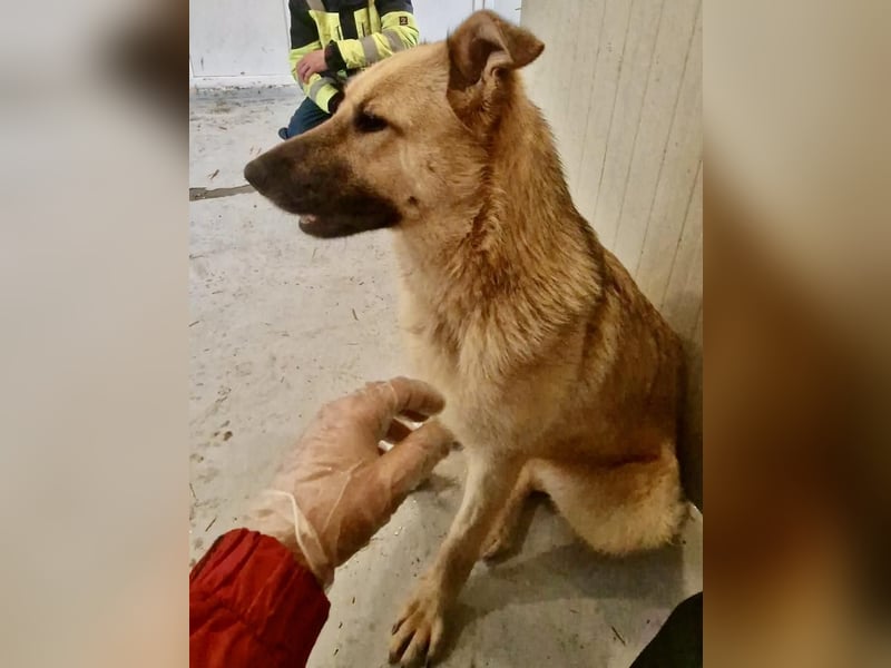 Sora, freundliche Junghündin