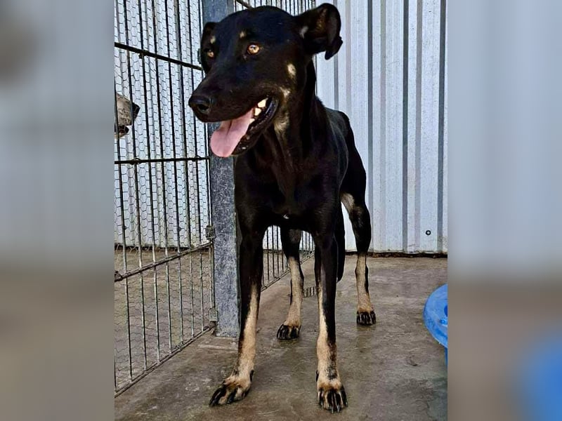 Tora – sanfte Hündin sucht ein ruhiges Zuhause