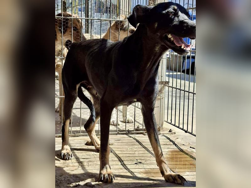 Tora – sanfte Hündin sucht ein ruhiges Zuhause