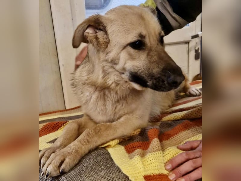 Sora, freundliche Junghündin