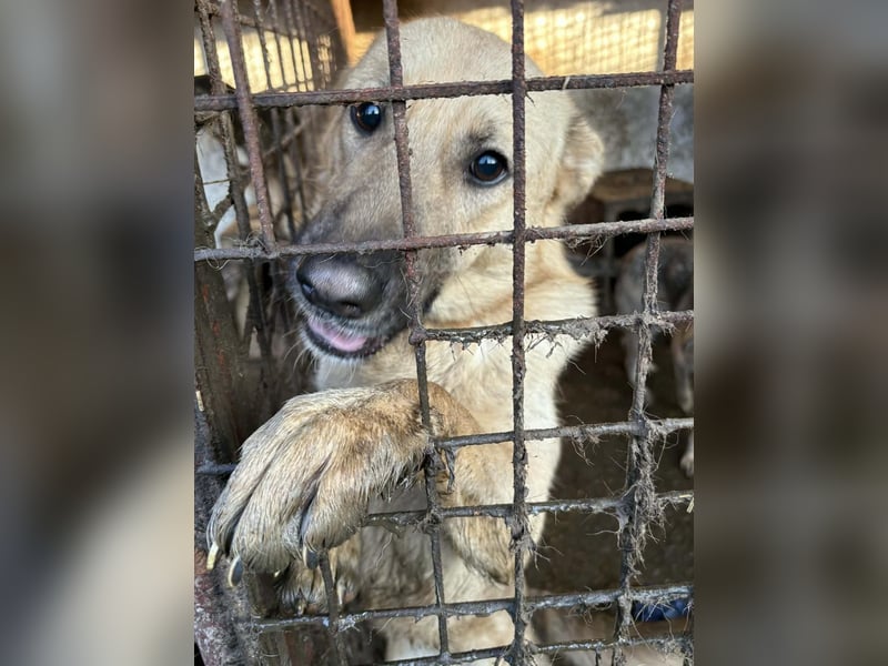 Sora, freundliche Junghündin